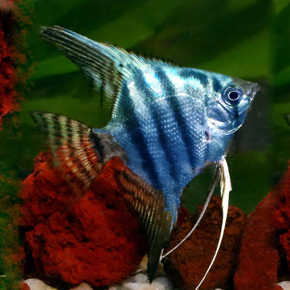 Pt.scalare   Maanvis blue pinoy SM
