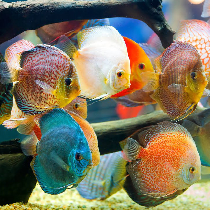 S.discus   Discus mix 6-7 cm