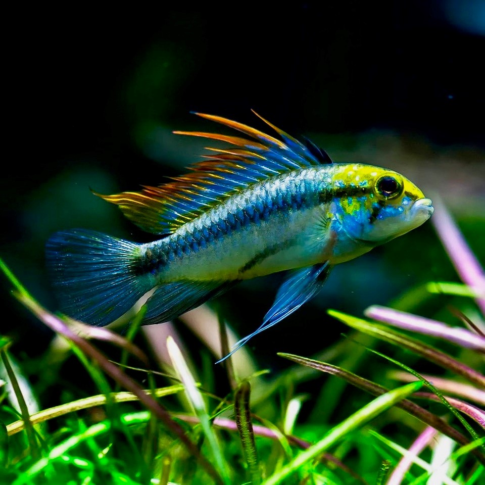 Apistogramma trifasciata 3 cm.