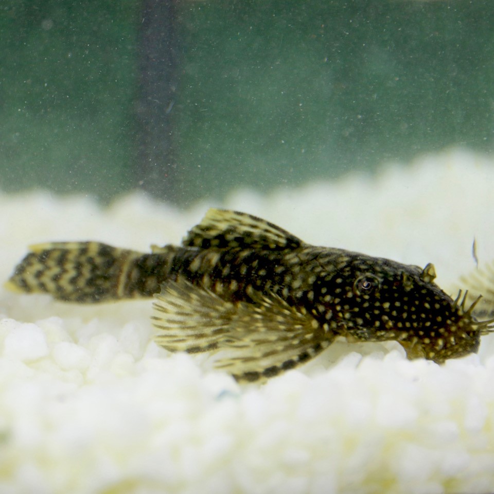 Ancistrus temmincki S