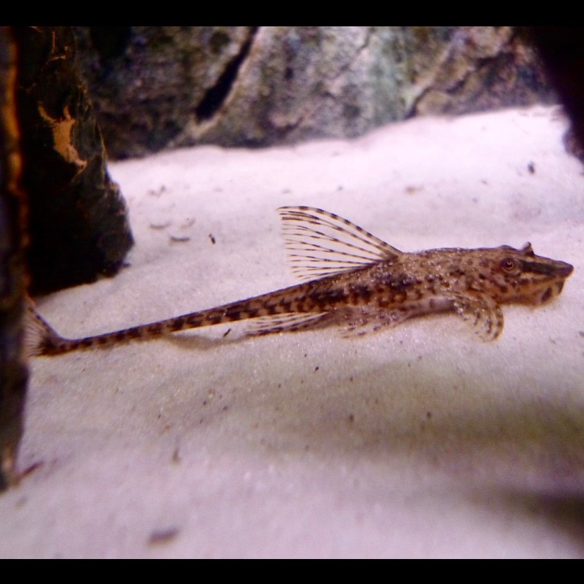 Loricaria filamentosa SM