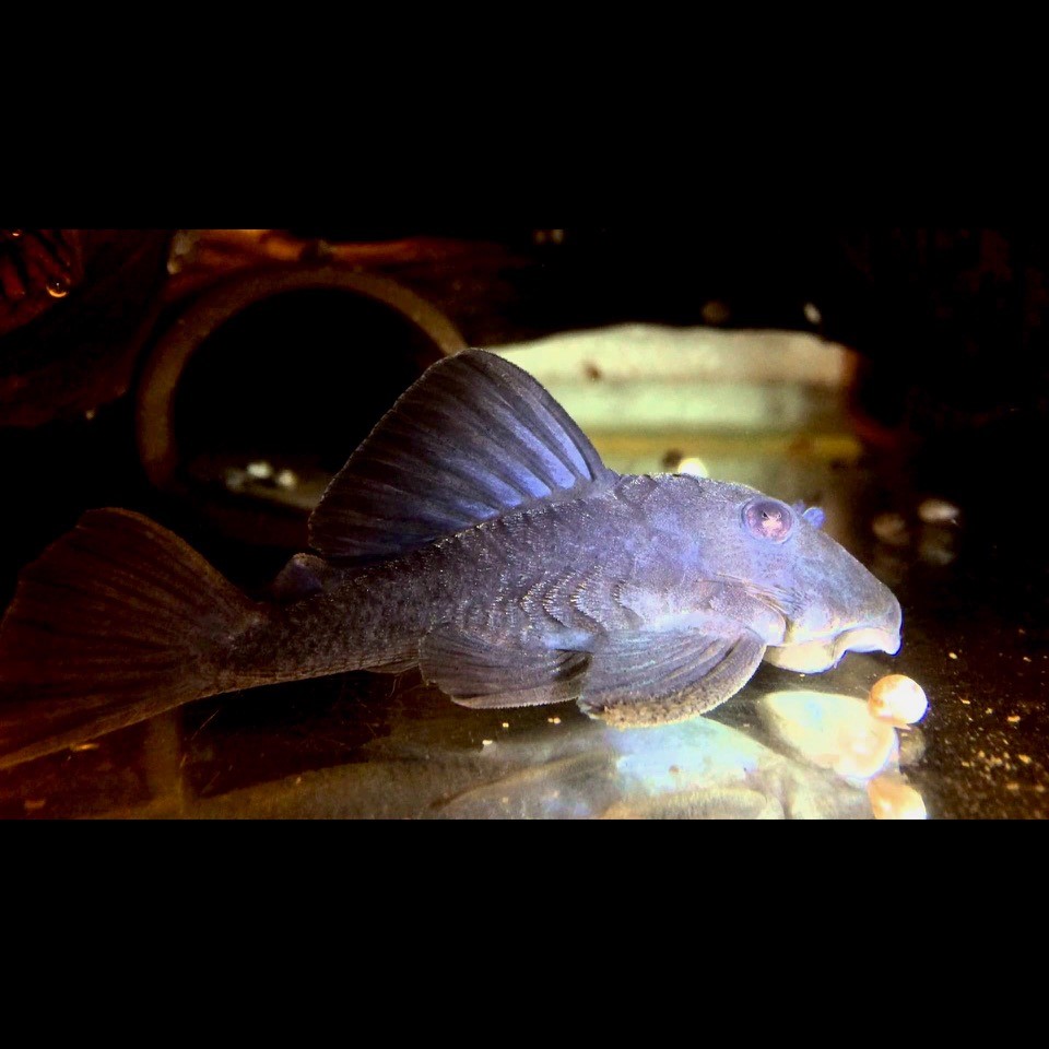 Baryancistrus beginni sp.blue 6-8 cm