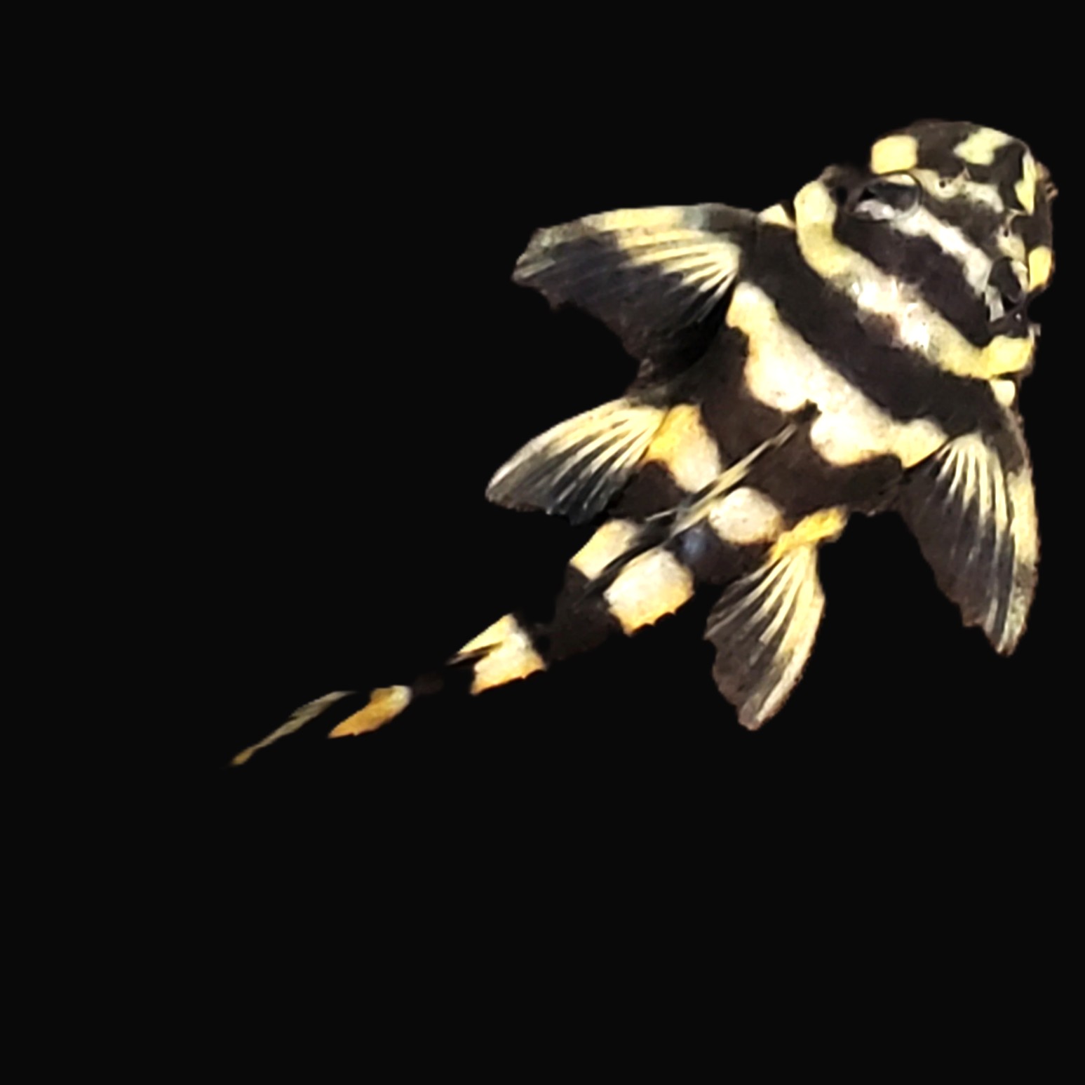 Deckeyseria pulchra L-168