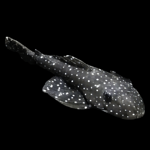 -Pseudolithoxus  antrax L-235