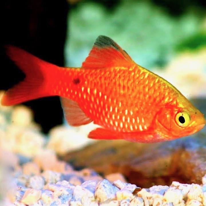 Barb.conchonius  Prachtbarbeel goud M