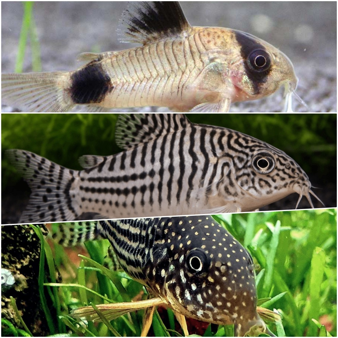 Corydoras-Pantsermeerval mix Luxe