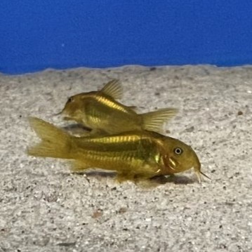 Corydoras gold  laser CW010