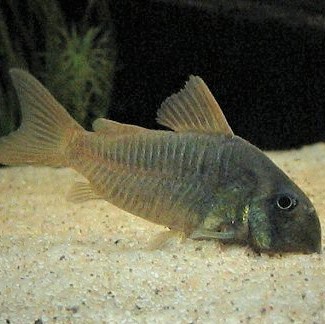 Corydoras concolor   Pantsermeerval L