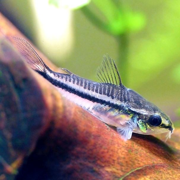 Coryd.pygmaeus    Dwergpantsermeerval