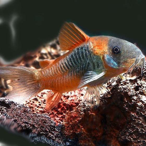 Corydoras venezuela Orange 3 cm