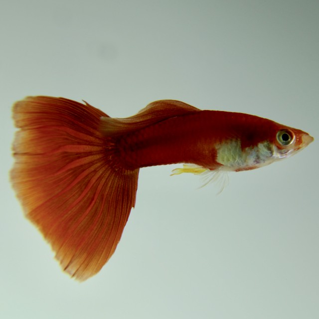 Guppy red moscow