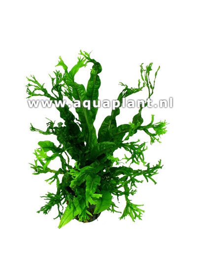 Microsorum windelov in pot @