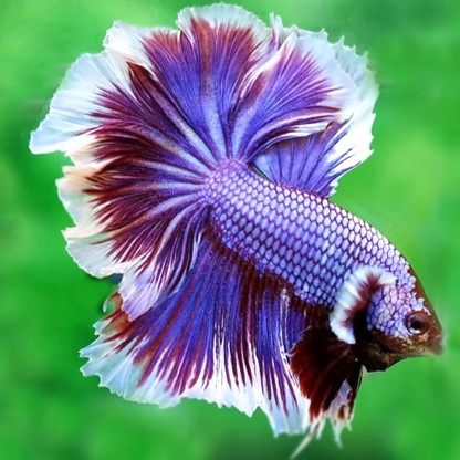 Betta man Halfmoon rosetail