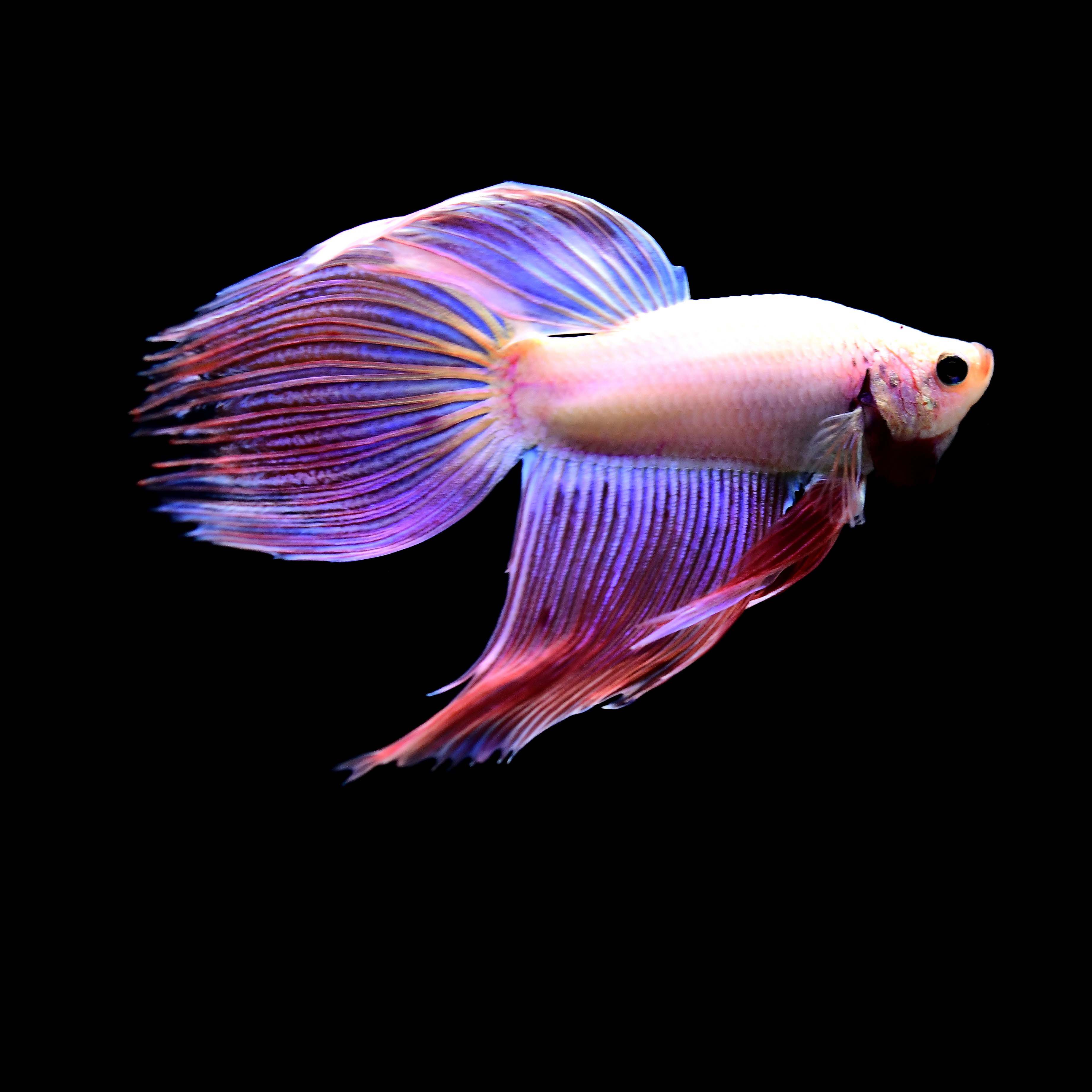 Betta man veiltail