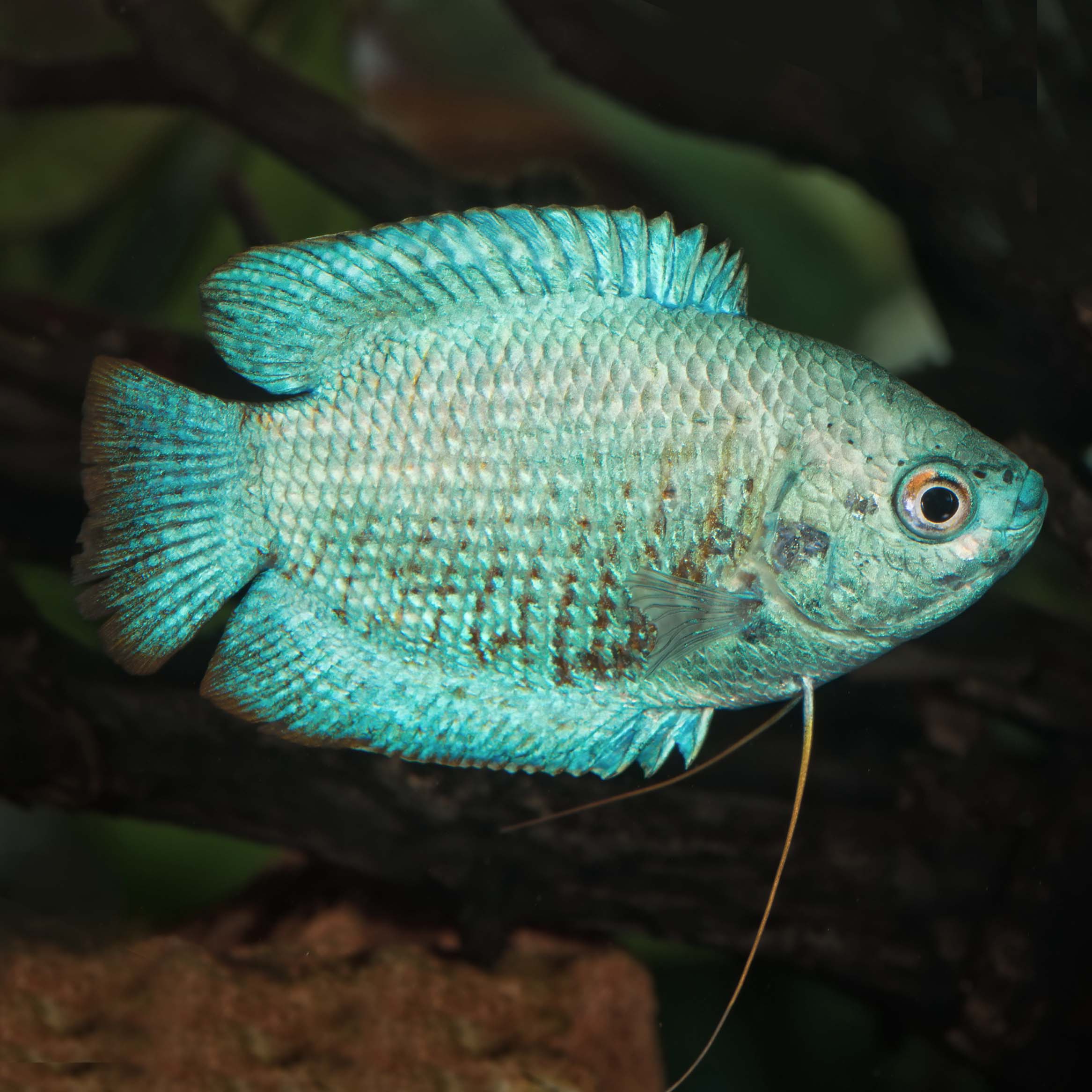 Colisa lalia   Dwerggourami neon L