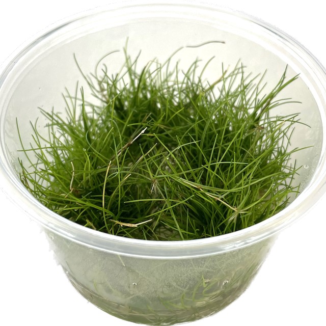 Eleocharis parvula cup 100 cc.