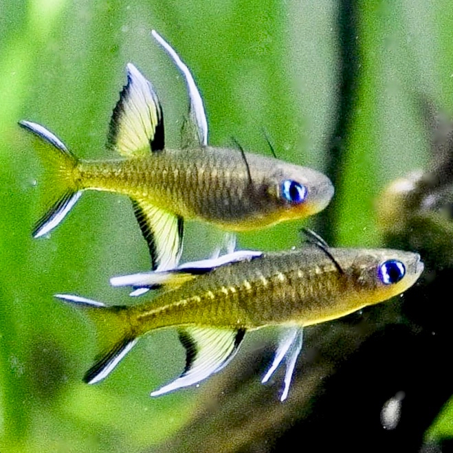 Pseudomugil signifer   Regenboogzalm M