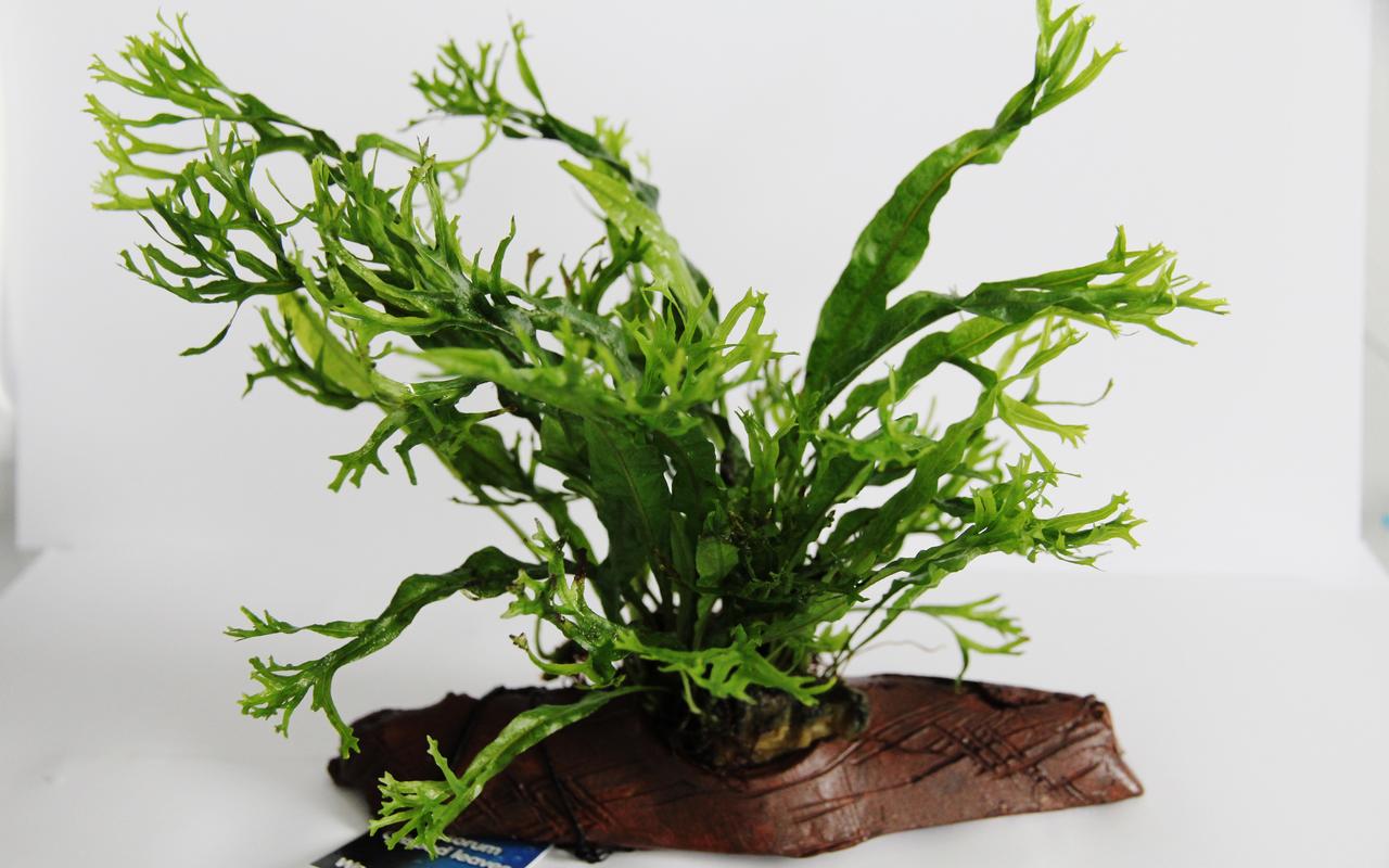 Microsorium crisped leaves Stonewood (S)