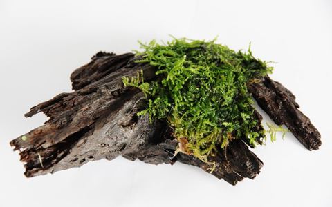 Vesicularia moss on driftwood S
