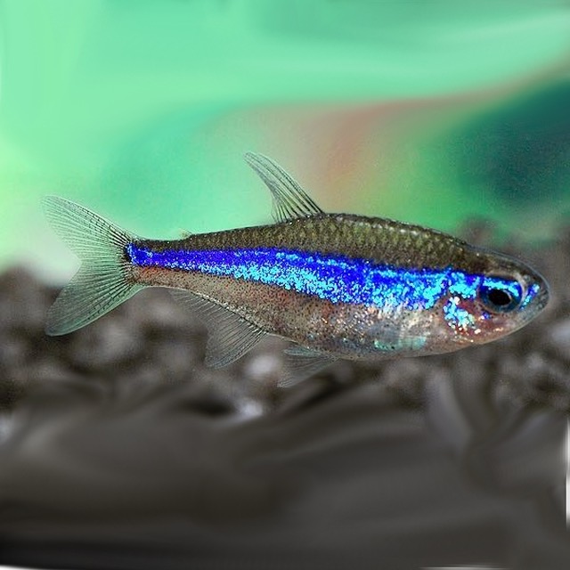 Paracheirodon simulans   Blauwe neon M