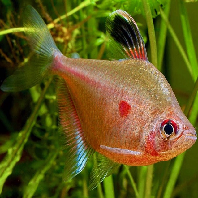 Hyphess.rubrostigma   Bloedvlektetra L