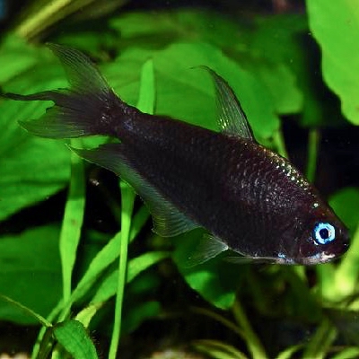 Nematobrycon palmeri black M @
