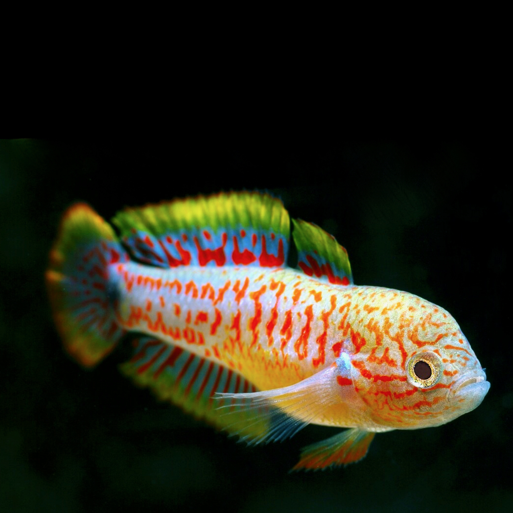 Tateurndina ocelicauda   Pauwooggoby