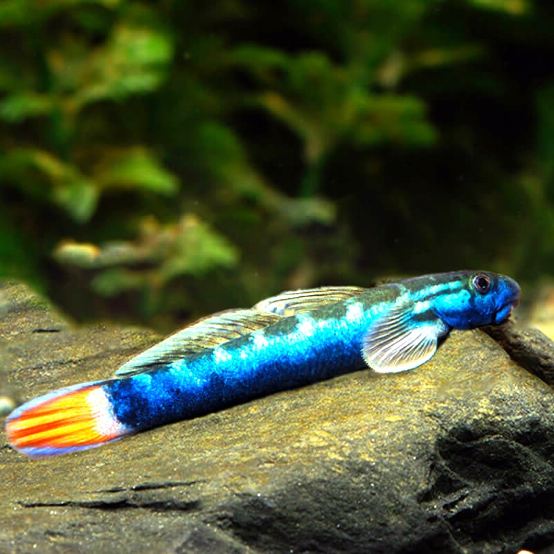 Sicyopterus lagocephalus 6-7 cm.