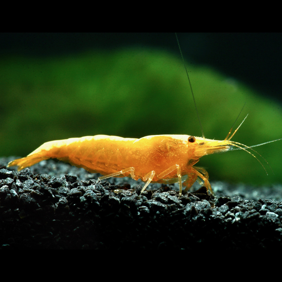 Neocaridina sp.yellow fire shrimp