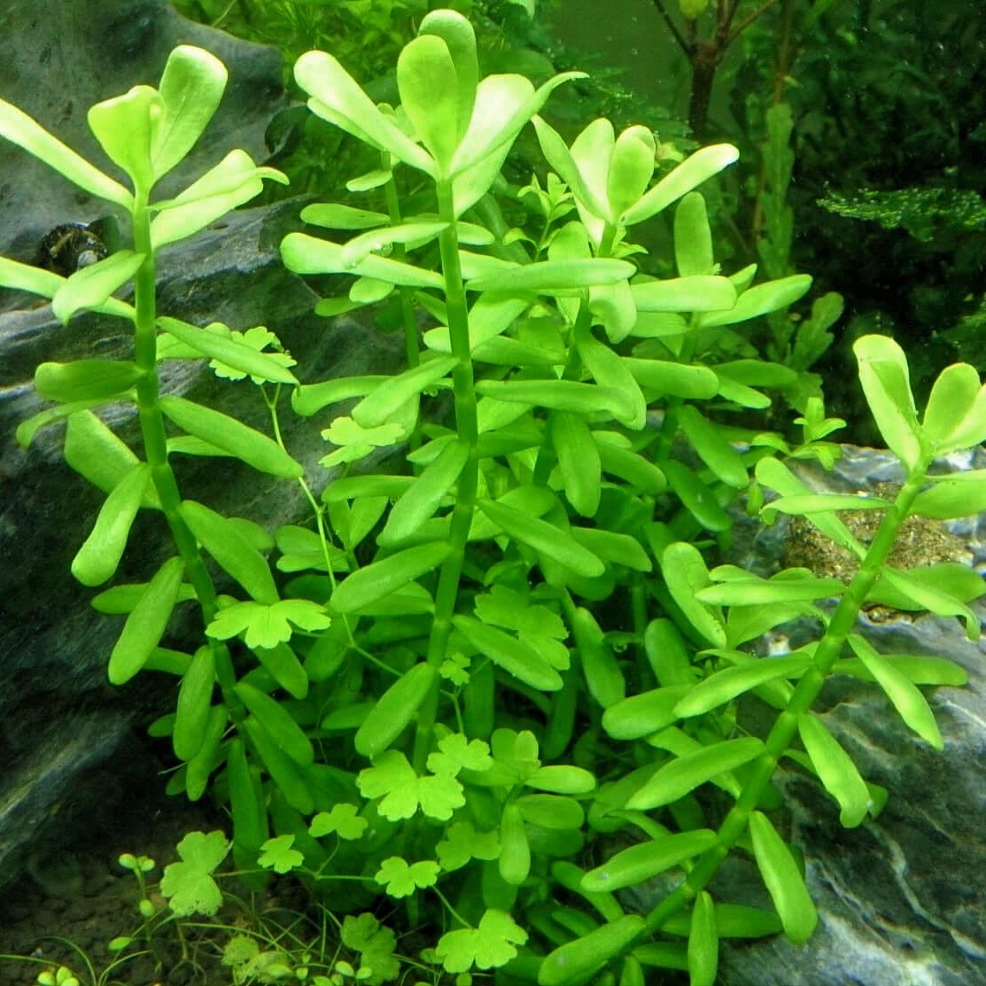 Bacopa crenata (monnieri) in pot