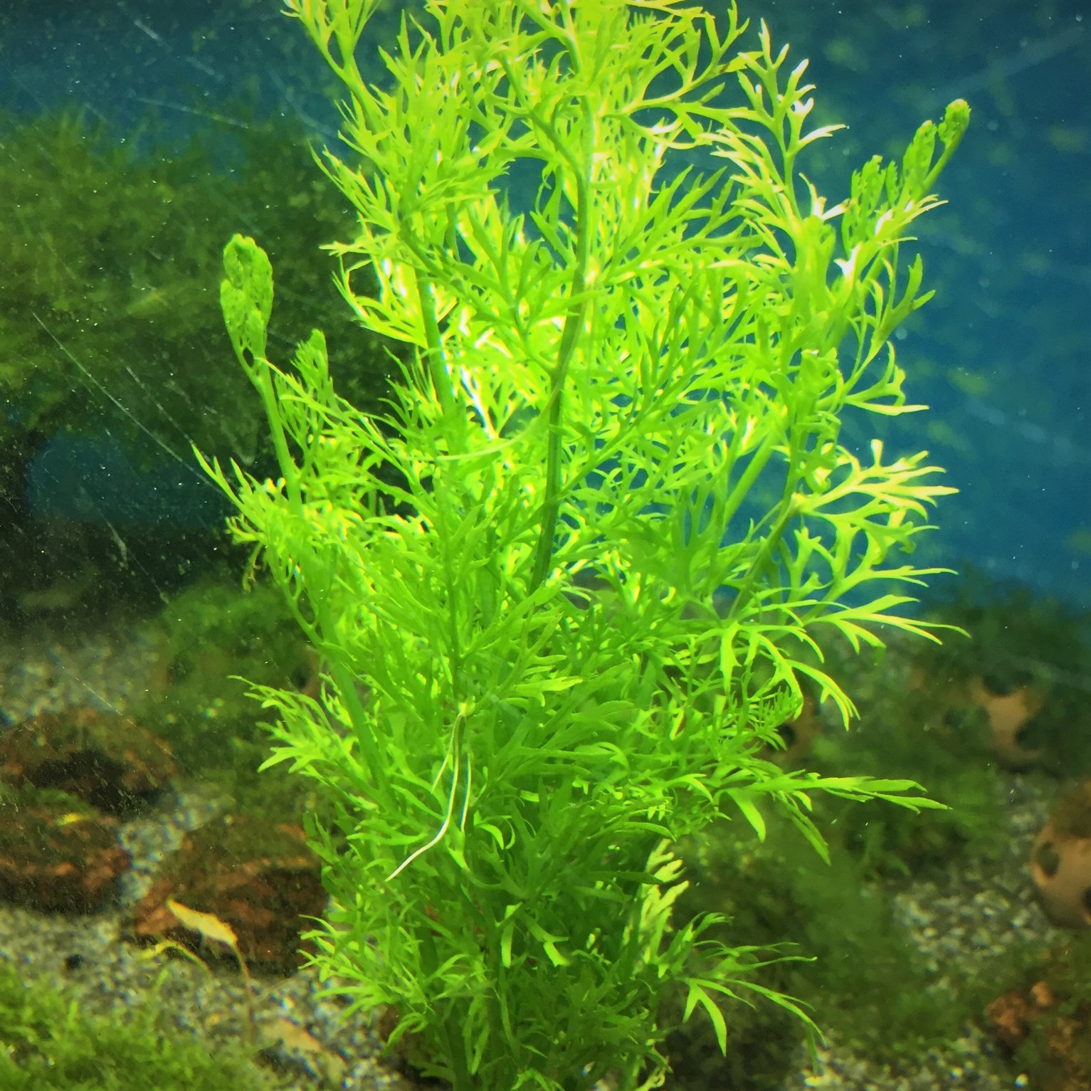 Certatopteris thalictroides  in pot