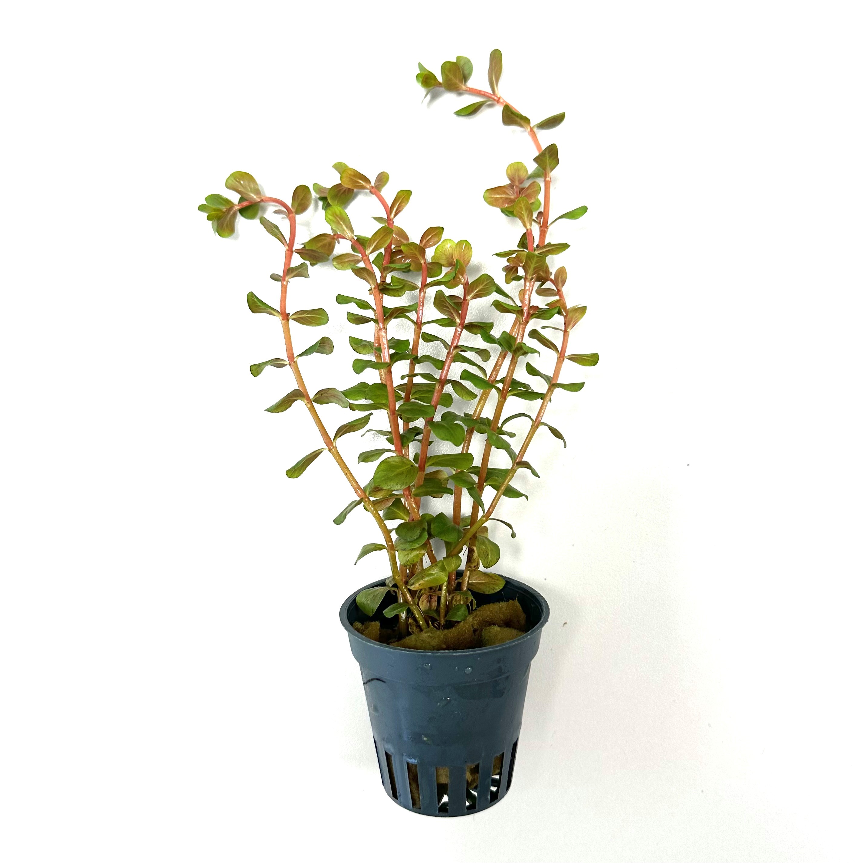 Rotala Vietnam h'ra in pot