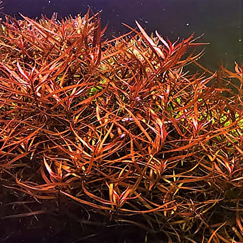 Ludwigia arcuata in pot @