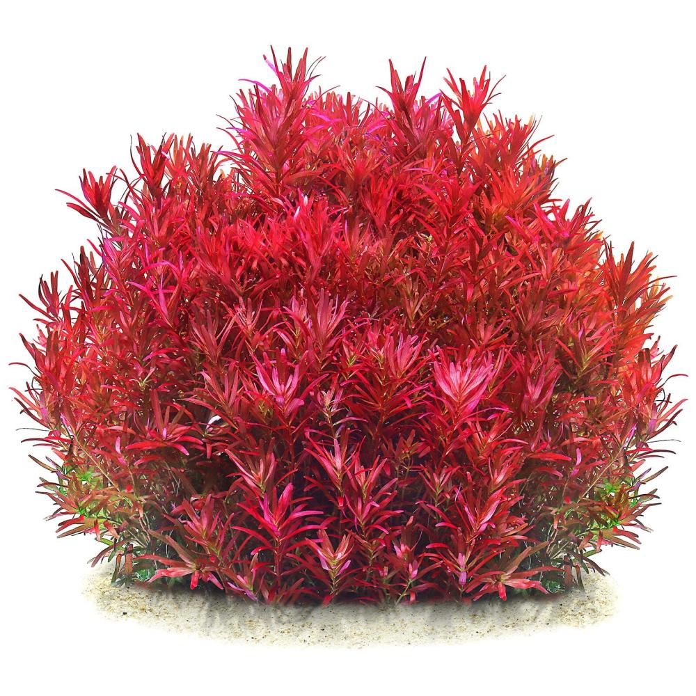 Rotala blood red in pot