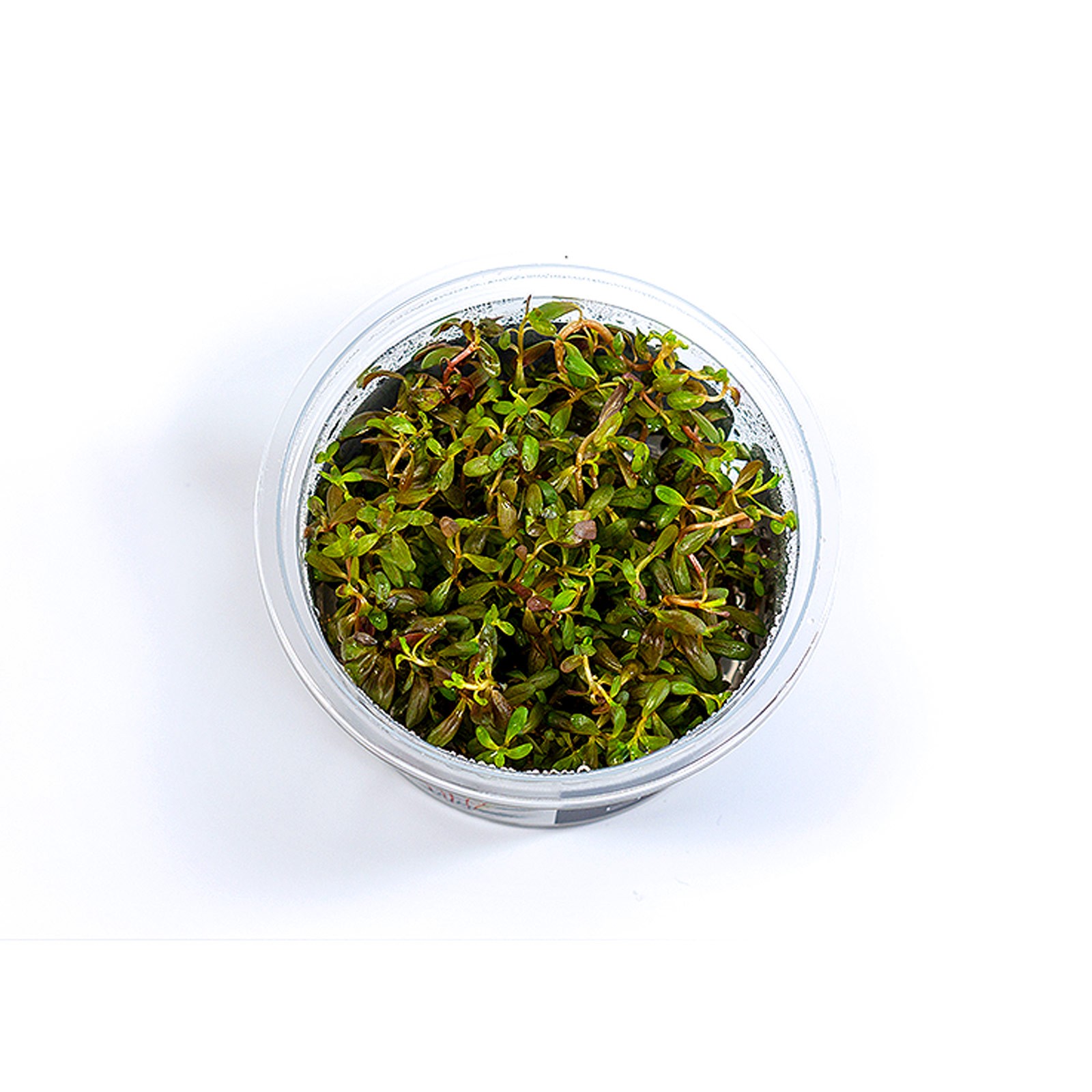 Rotala sp. Yao Yai Epaqvitro 100 ml.@