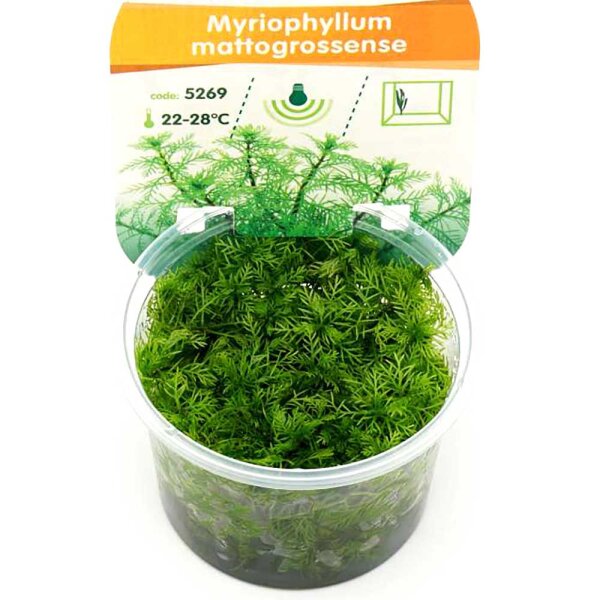 Myriophyllum mattogrossense vitro