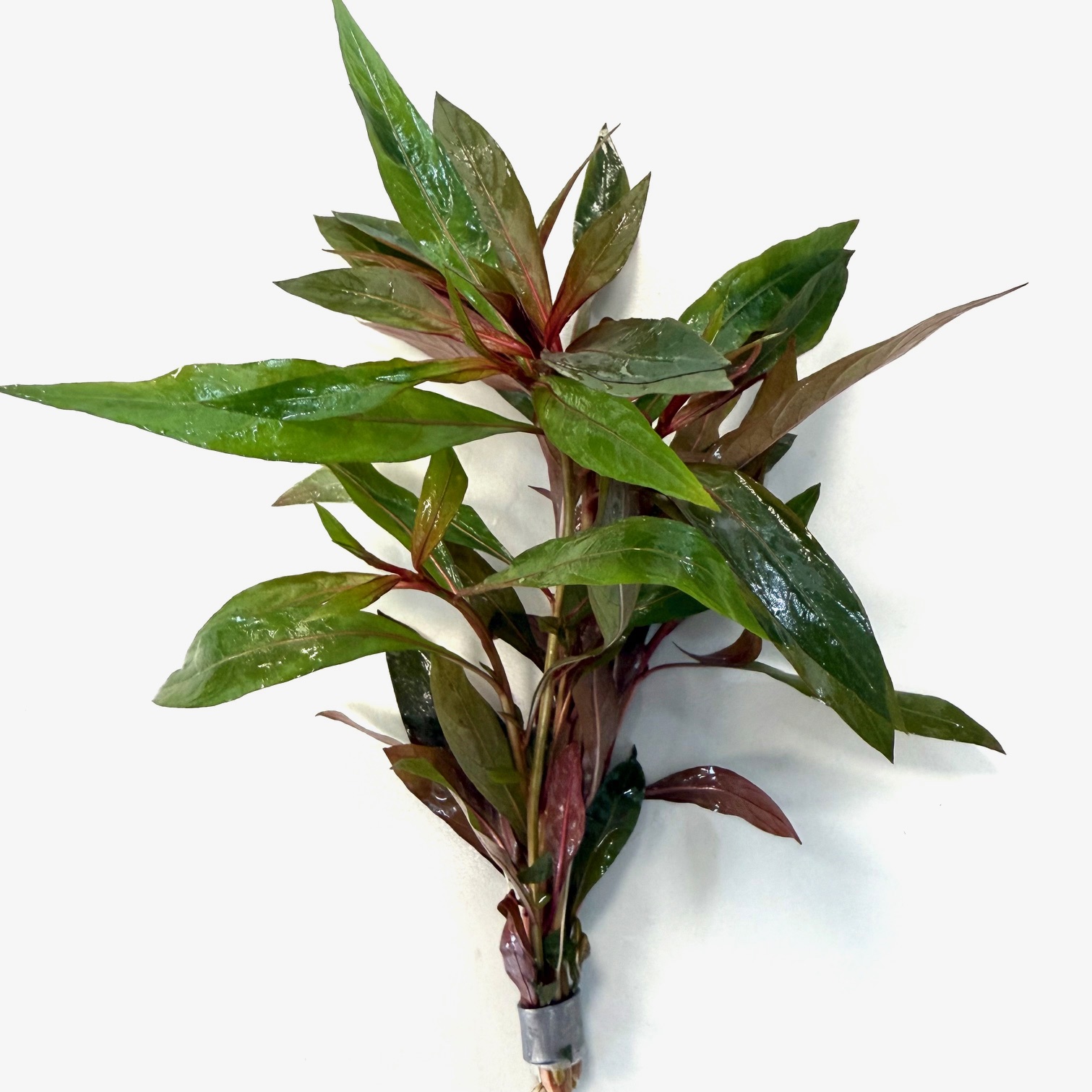 Alternanthera reineckii in bundel