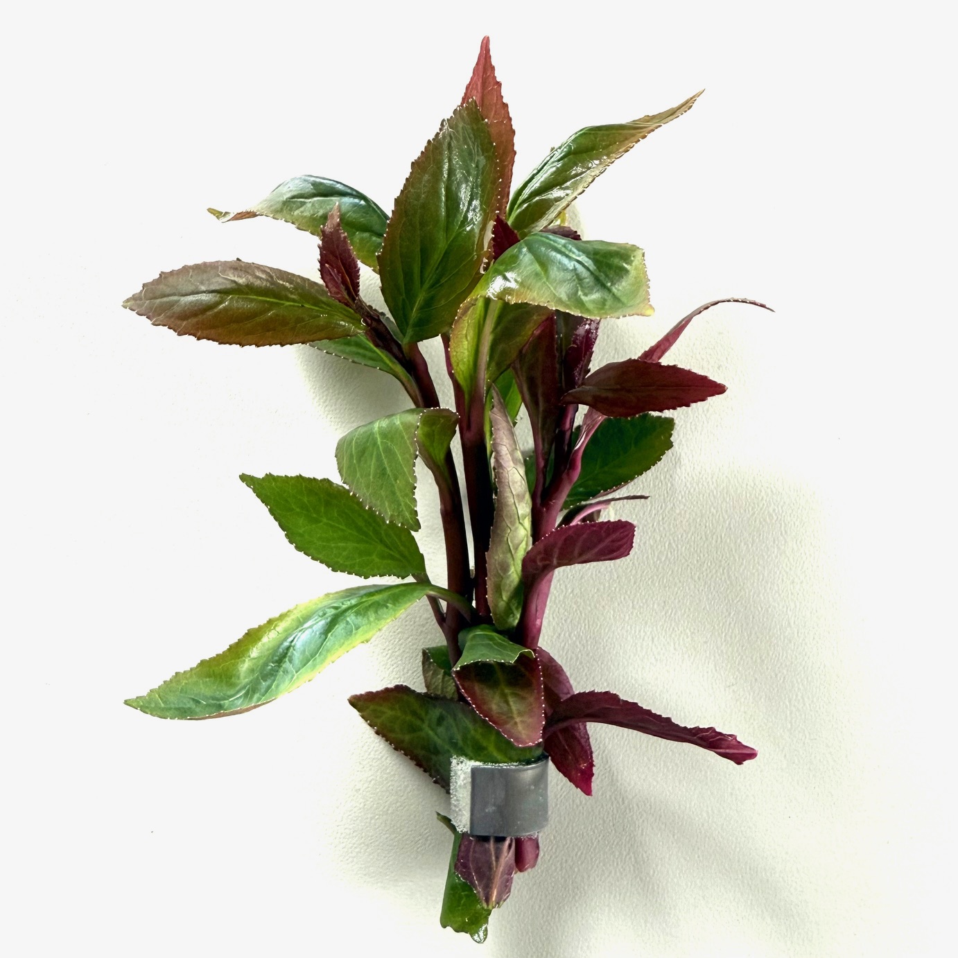 Lobelia cardinalis in bundel