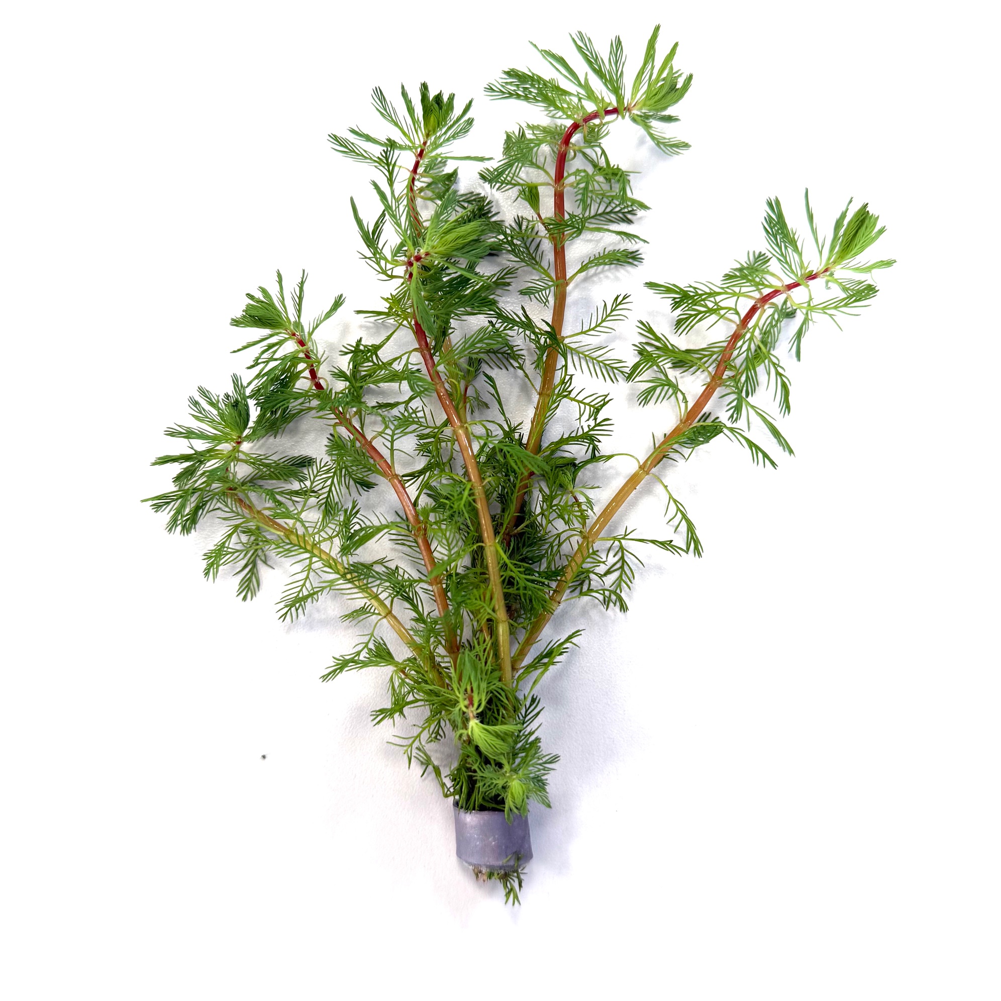 Myriophyllum brasilliensis in bundel