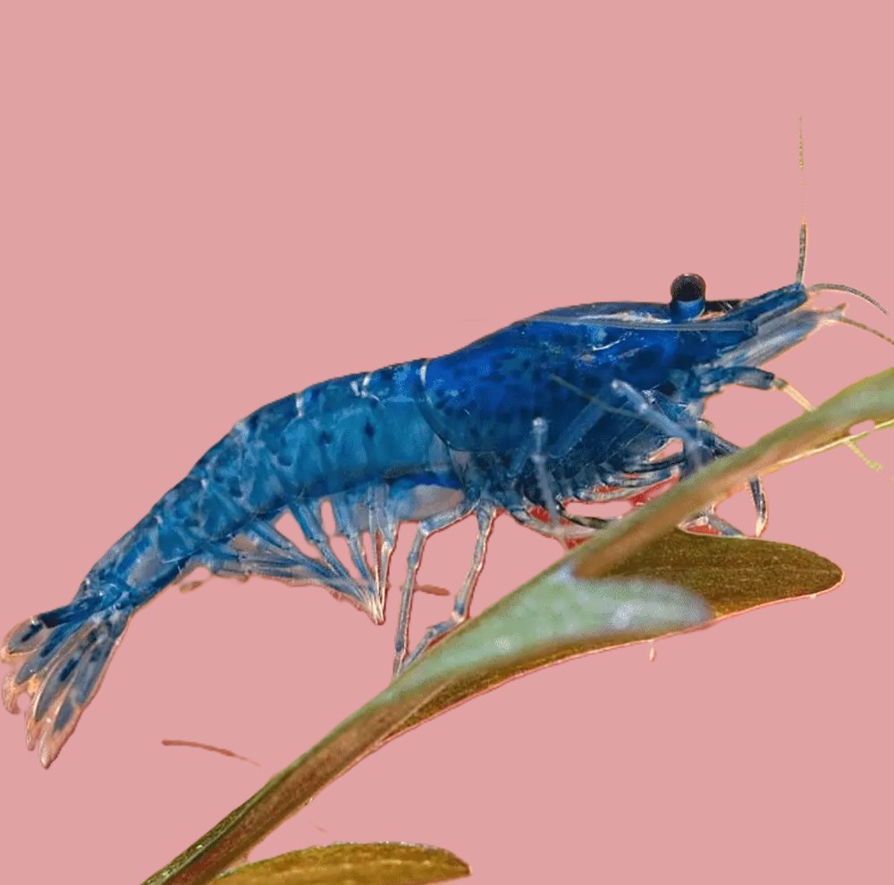 Neocaridina sp.blue cherry garnaal