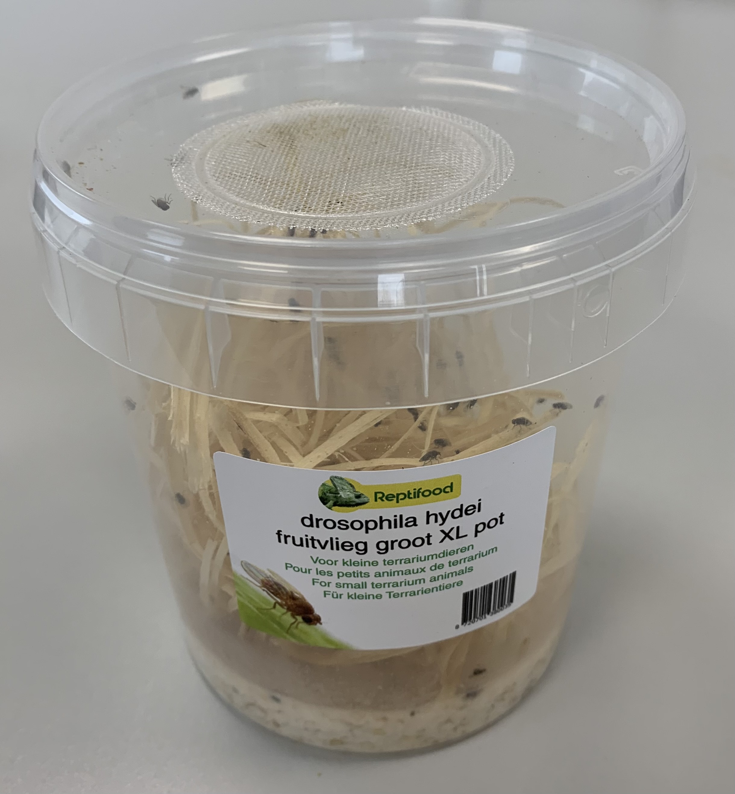 Fruitvliegen 7 in XL pot