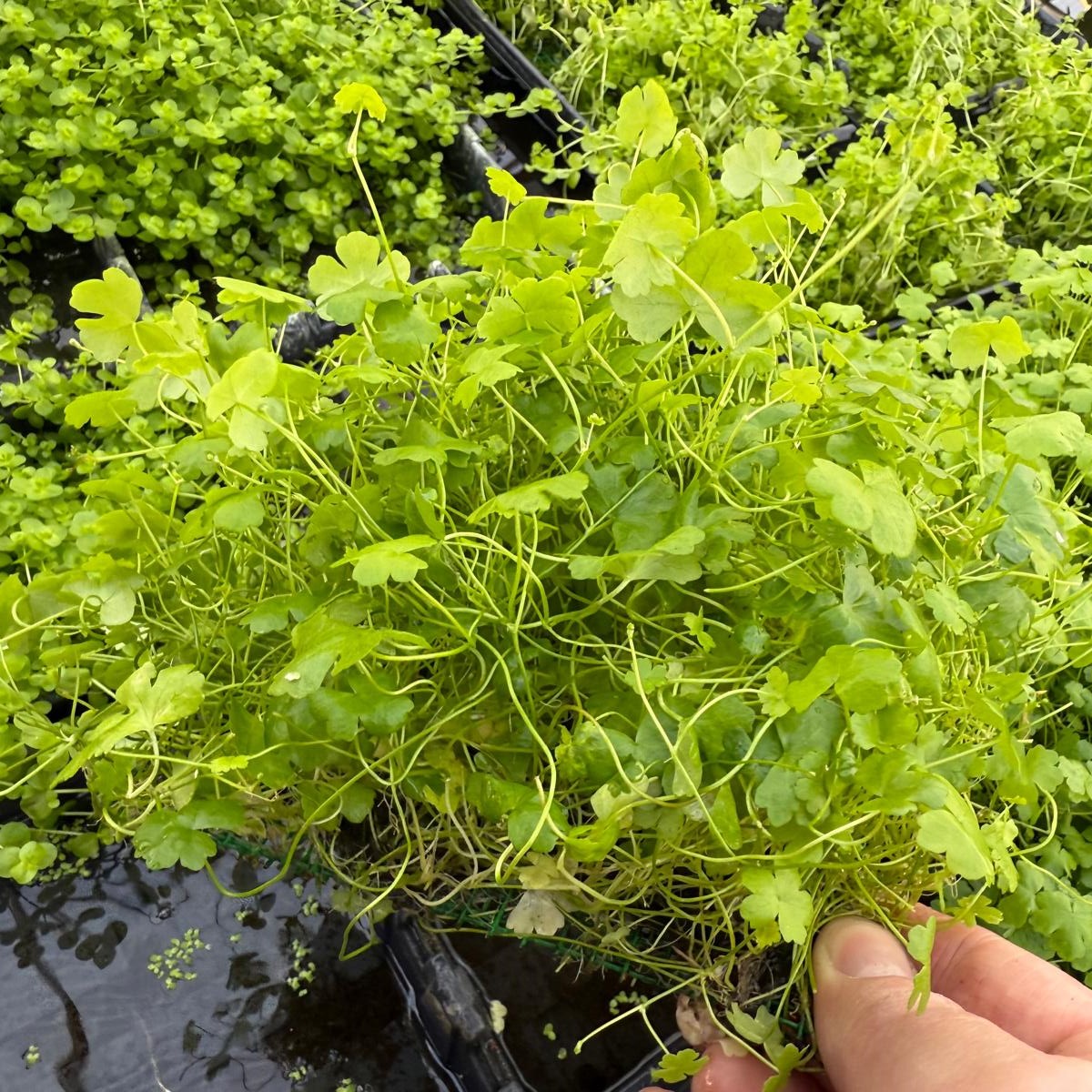 Hydrocotyle tripartita sp op stalen net
