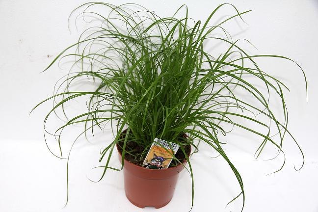 Kattengras Cyperus per 12 op tray