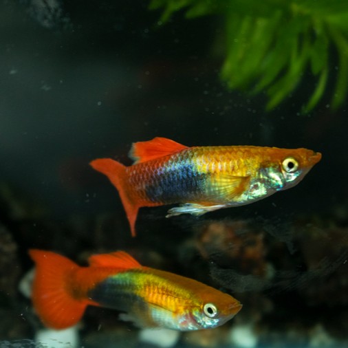 Poecilia ret.   Golden red tuxedo gup