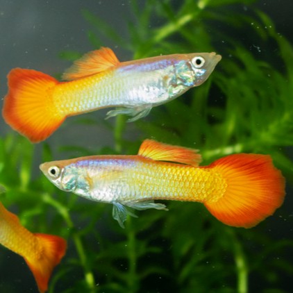Poecilia ret.   Guppy micariff sunset