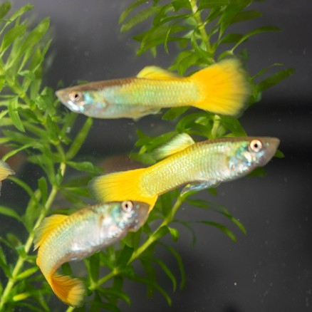 Guppy male German yellow