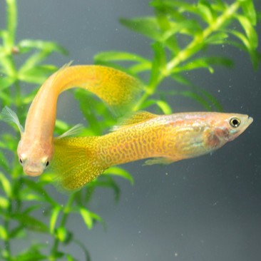 Poecilia ret.   Gup yellow golden cobra