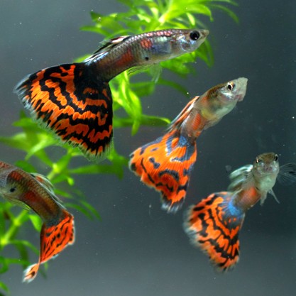 Guppy blue/red variegated male 3,5 cm
