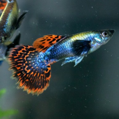 Dumbo Ear Red Dragon Guppy