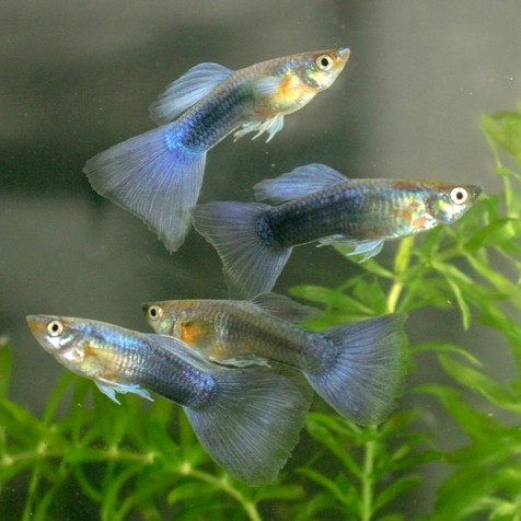 Guppy turquoise bluetail male 3,5 cm.